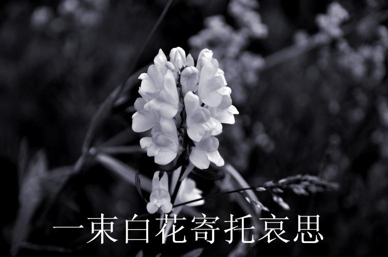 慈母马爱琴相册-妈妈遗照,怀恩网